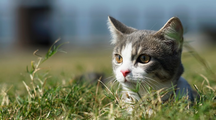 Kitten in grass 4K