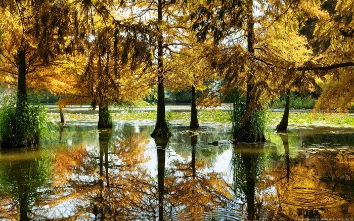 Autumn trees reflected in water