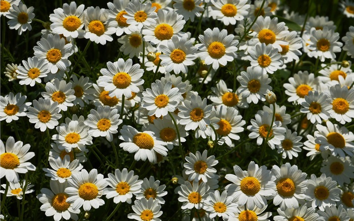 Field of daisies 4K