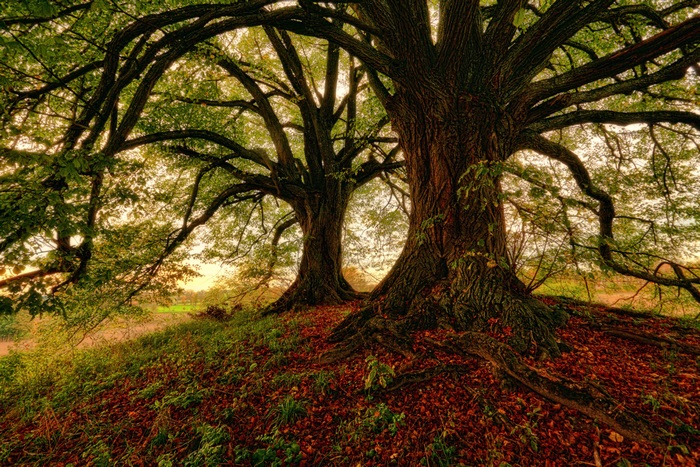 Two large ancient trees with exposed roots