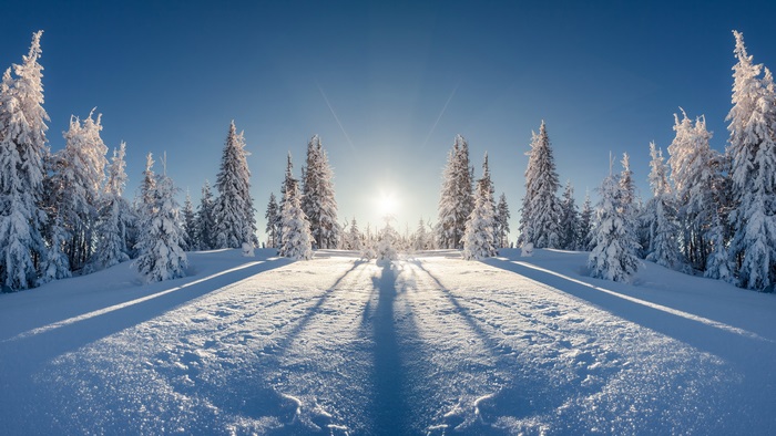 4K Winter Morning with Snow Covered Trees