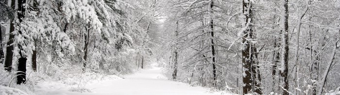Snowy forest path landscape