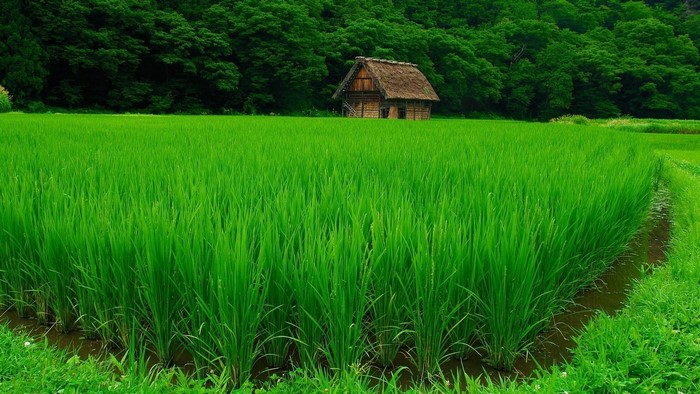 Traditional house in a green rice paddy field with forest background