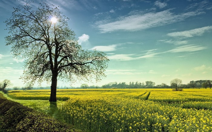 Tree in a yellow field under a blue sky