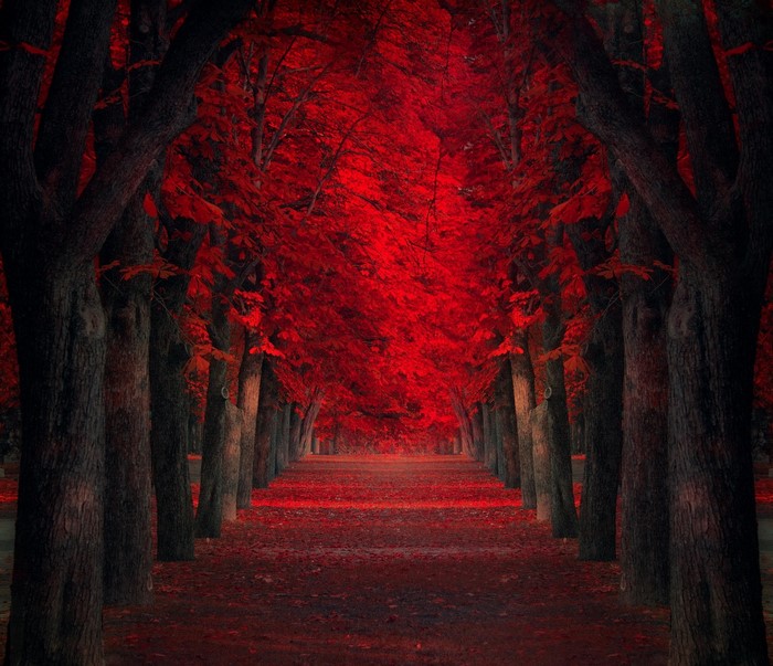 Red Leaf Path Through Autumn Park Trees