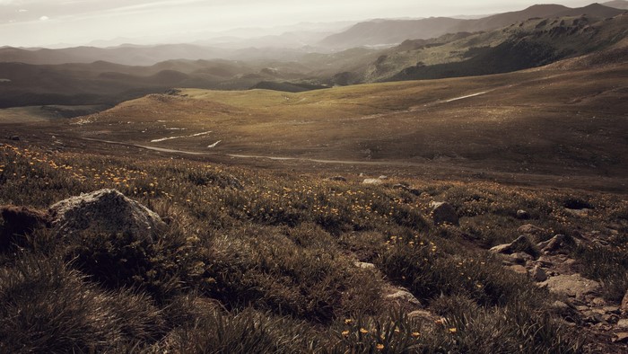 Mountain landscape with wildflowers and rolling hills