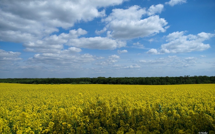 Field of yellow flowers under a cloudy sky