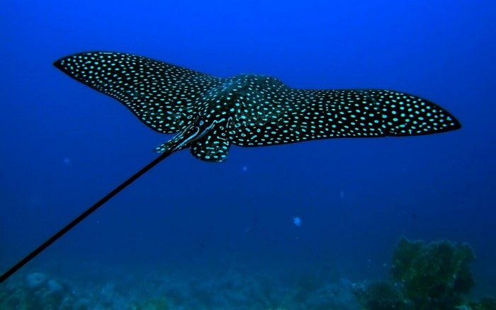 Spotted Eagle Ray swimming in blue ocean