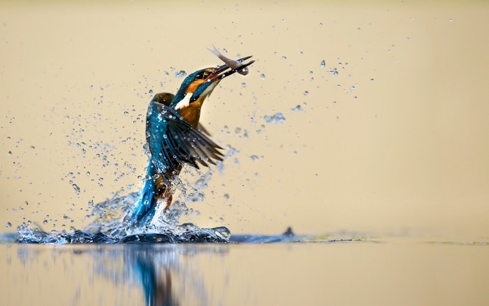 Kingfisher catches fish mid-air with water splashes