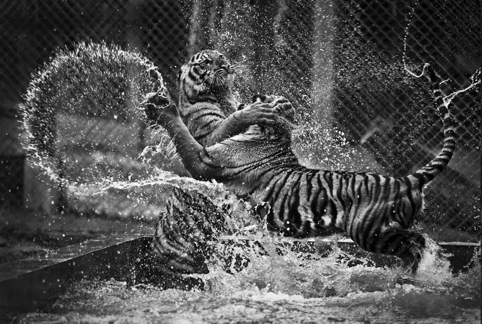 Two tigers playing in water