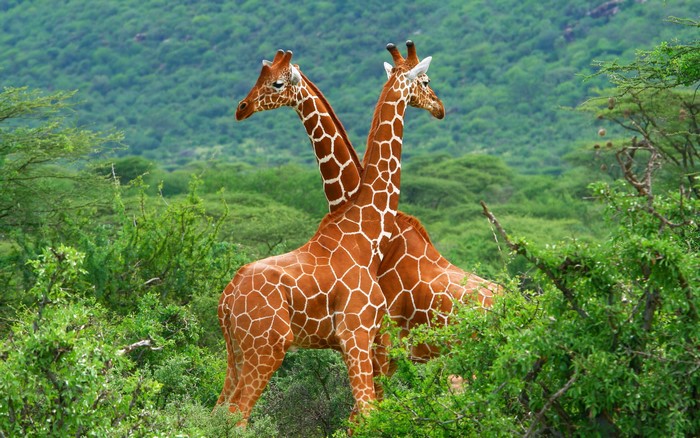 Two giraffes in a green forest