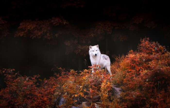 White wolf standing in autumn foliage