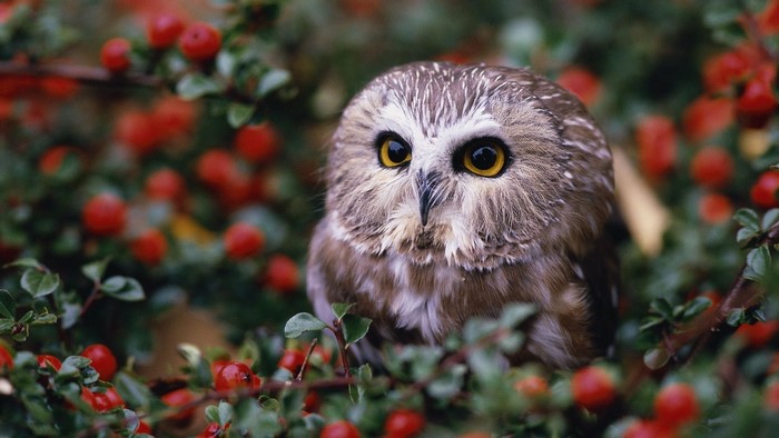 Small owl perched among red berries and green leaves