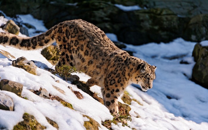 Snow leopard walking on a snowy mountain slope