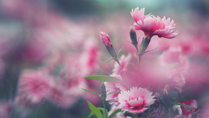 Close-up of pink carnation flowers in soft focus