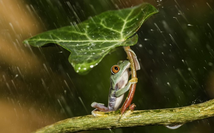 Frog holding leaf as umbrella in the rain