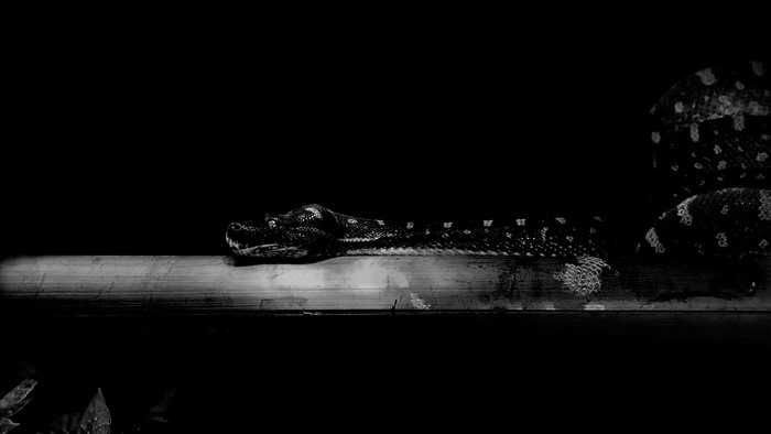 Snake on a wooden branch in monochrome