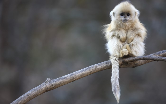 Golden snub-nosed monkey sitting on a branch