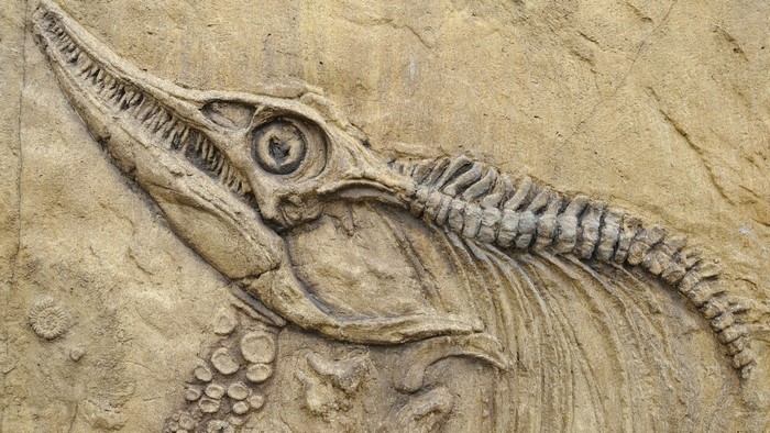 Fossilized skeleton of a prehistoric marine reptile
