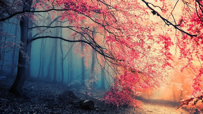 Mystical Autumn Forest with Glowing Maple Leaves