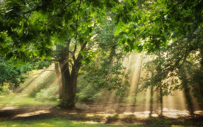 Sunlight filtering through oak trees in a forest