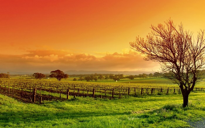 Sunset Over a Vibrant Green Field with Trees