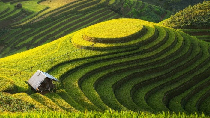 Terraced rice paddies with a small hut