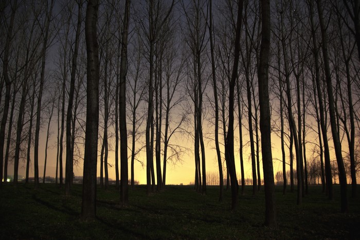 Bare trees in a forest at sunset