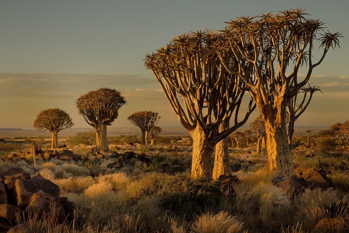 Quiver trees in Namibia at sunset