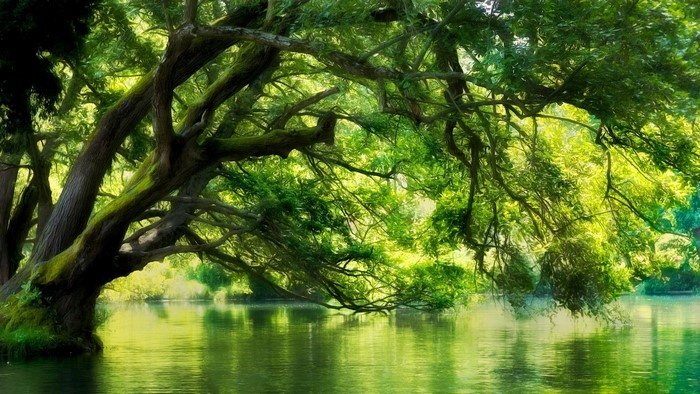Green trees over a calm river in Macedonia