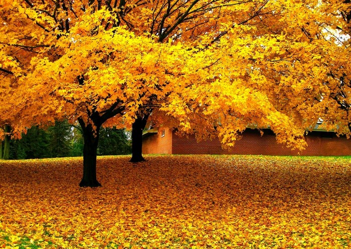 Golden Autumn Trees with Fallen Leaves and Brick House