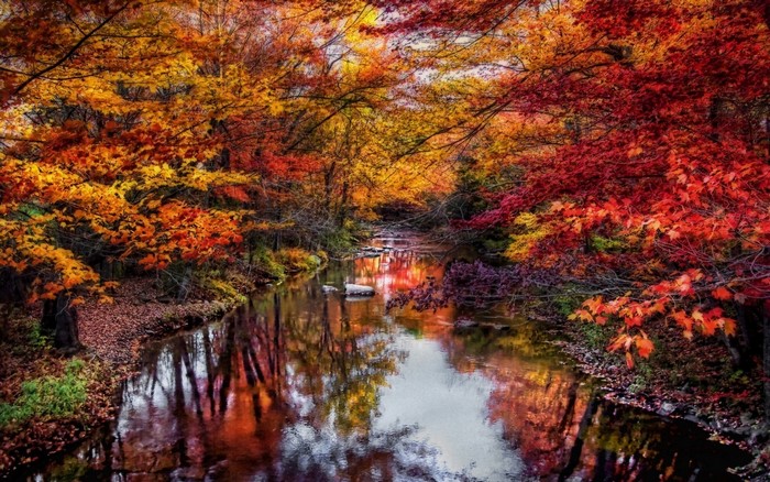 Colorful Autumn Forest River Reflection