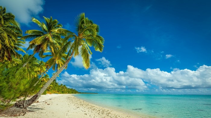 Tropical beach with palm trees and turquoise ocean