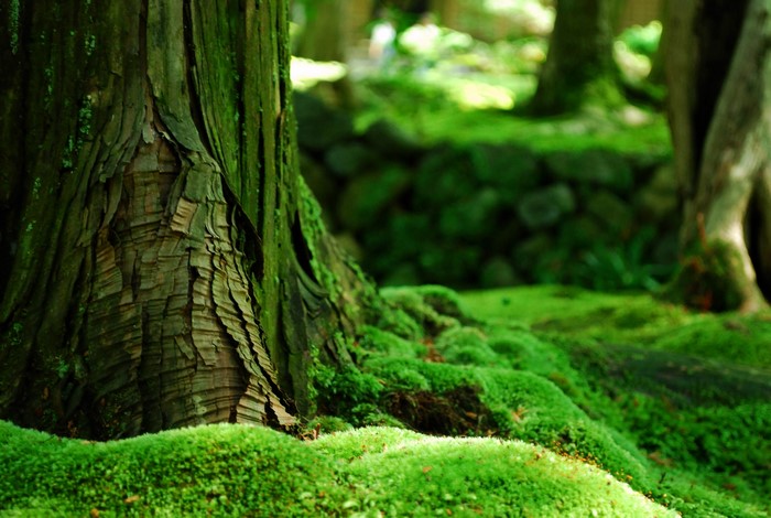 Mossy forest floor with tree trunk and stone wall