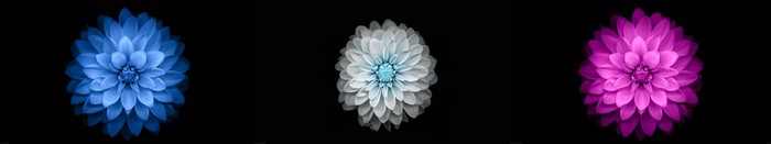 Three flowers on a black background