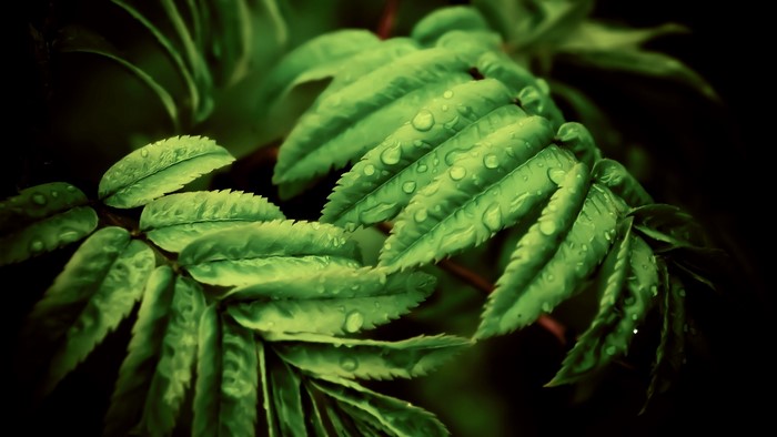 Macro shot of green leaves with water droplets