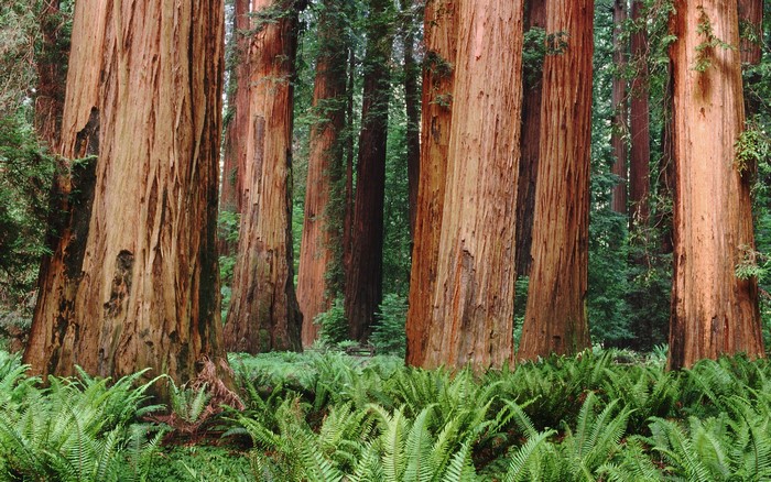 Redwood forest with ferns
