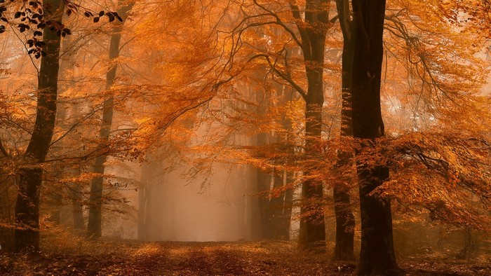 Autumn forest path with amber leaves and mist