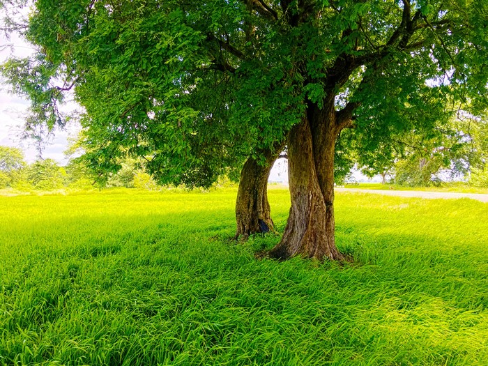 Sri Lanka Green Rice Paddy Field with Trees and Road