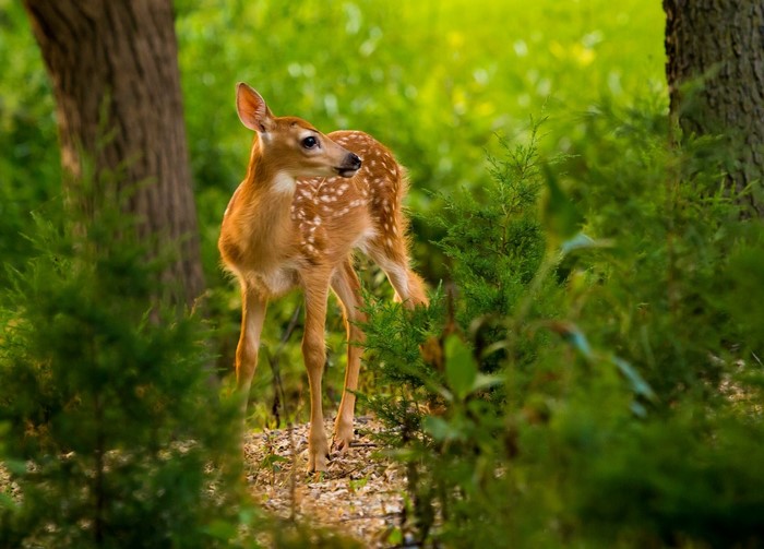 Young Deer Standing in Lush Green Forest