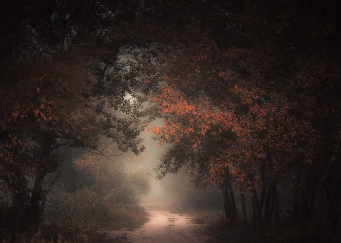 Misty forest path with autumn leaves