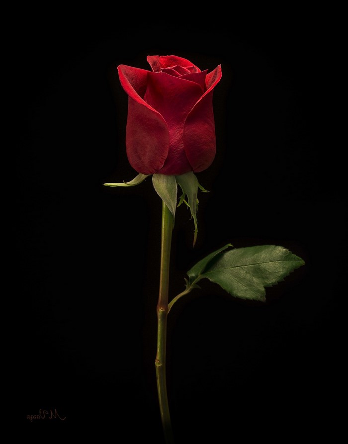 Red rose on a black background