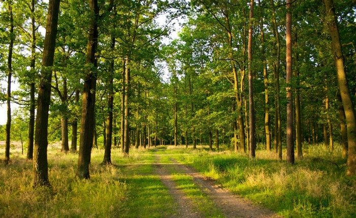 Forest path with trees and sunlight