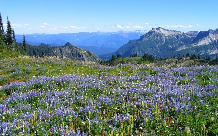 Wildflower Meadow with Mountains
