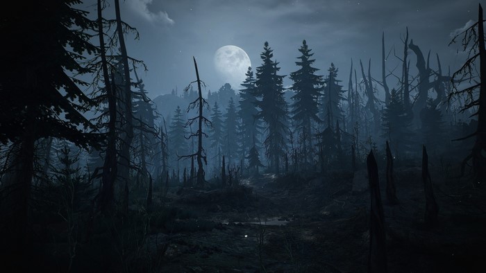 The Witcher 3 Wild Hunt Skellige forest at night