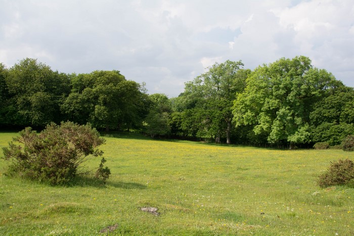 Green field with trees and cloudy sky