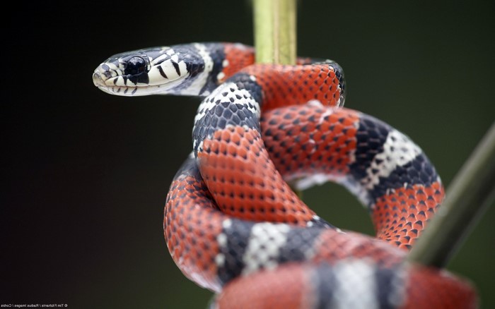 Coral snake coiled around a plant stem