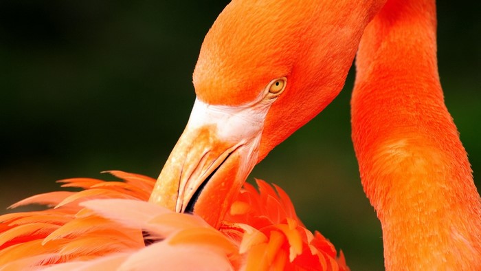 Close-up of Vibrant Orange Flamingos
