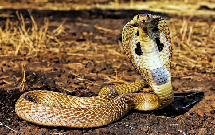 Coiled Cobra Ready to Strike on Dry Earth