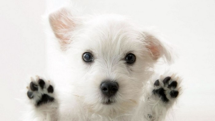 West Highland White Terrier puppy with paws on glass
